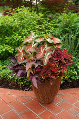 Caladium hortulanum Heart To Heart® 'Dawn to Dusk'