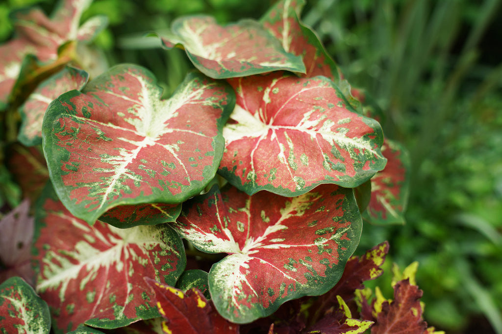 Caladium hortulanum Heart To Heart® 'Dawn to Dusk'