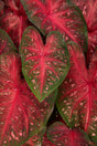 Caladium hortulanum Heart To Heart® 'Fast Flash' close up