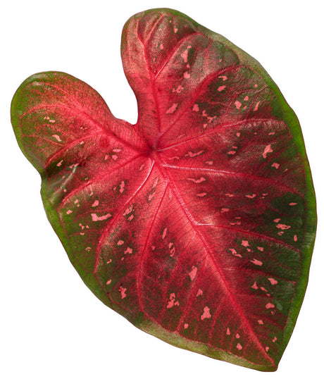 Caladium hortulanum Heart To Heart® 'Fast Flash' leaf