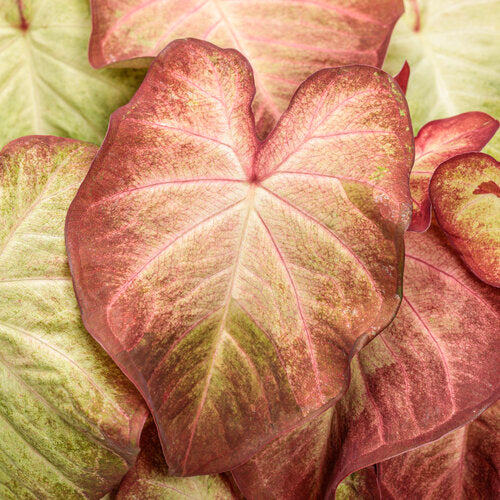 Caladium 'Heart to Heart® Crème Brulee'