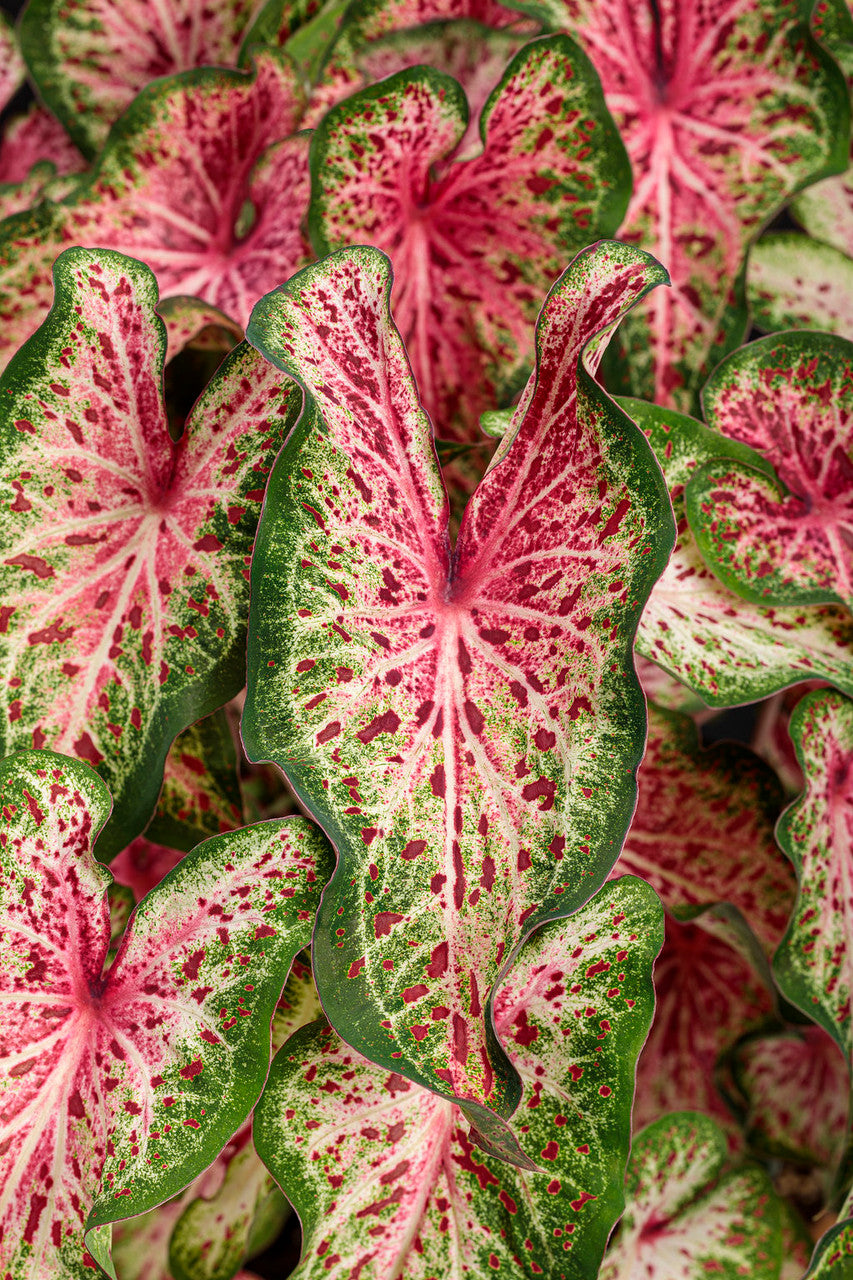 Caladium hortulanum Heart To Heart® 'Heart And Soul' close up