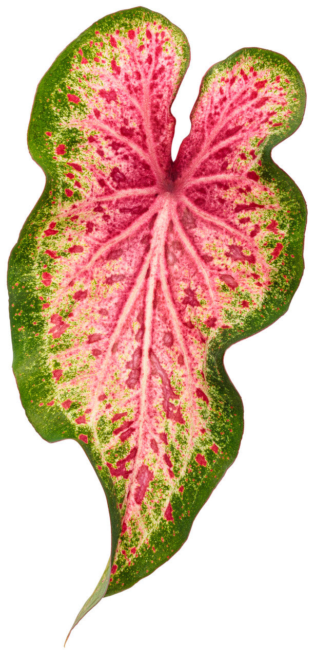 Caladium hortulanum Heart To Heart® 'Heart And Soul' foliage