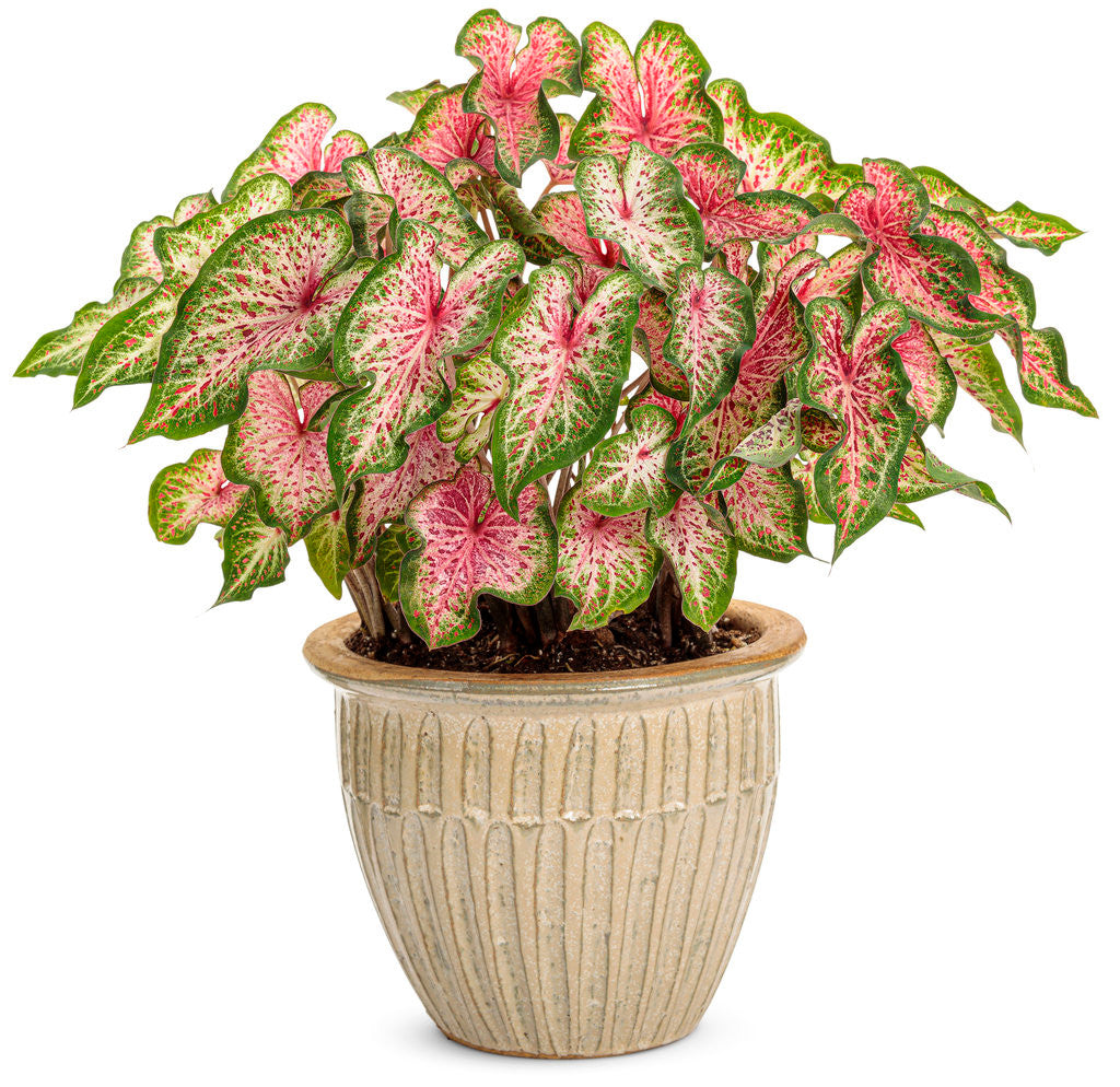 Caladium hortulanum Heart To Heart® 'Heart And Soul' in pot