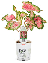 Caladium hortulanum Heart To Heart® 'Heart And Soul' in grower pot