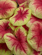 Caladium hortulanum Heart To Heart® 'Lemon Blush'