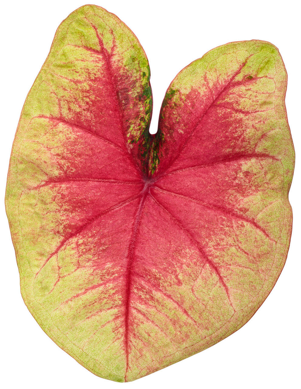 Caladium hortulanum Heart To Heart® 'Lemon Blush' foliage