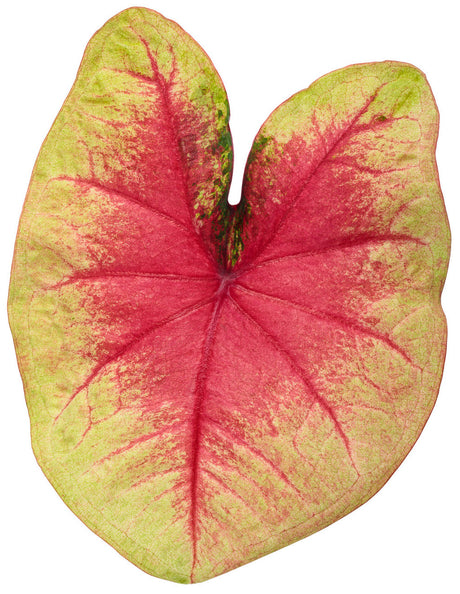 Caladium hortulanum Heart To Heart® 'Lemon Blush' foliage