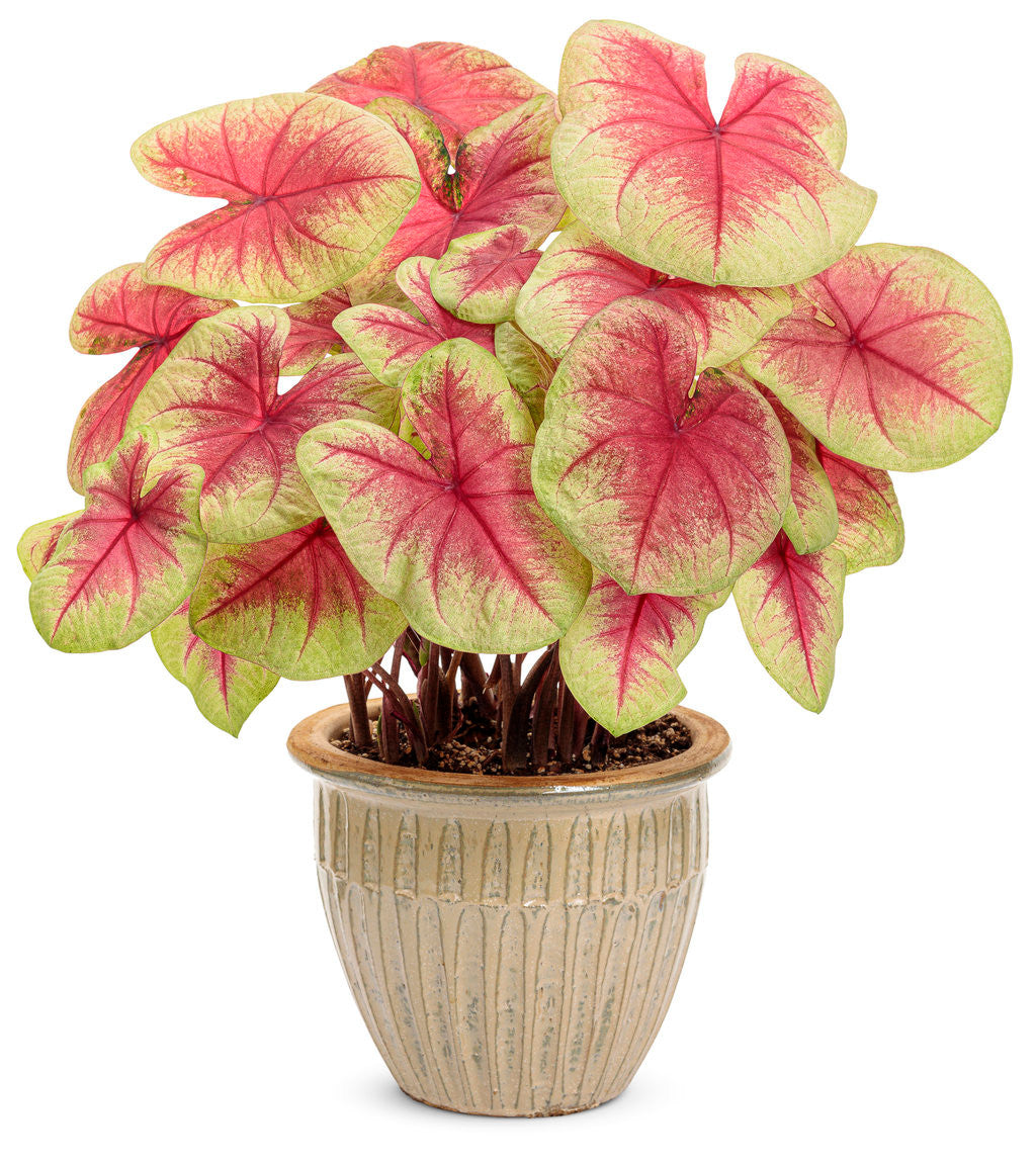 Caladium hortulanum Heart To Heart® 'Lemon Blush' in pot