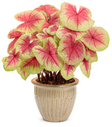 Caladium hortulanum Heart To Heart® 'Lemon Blush' in pot