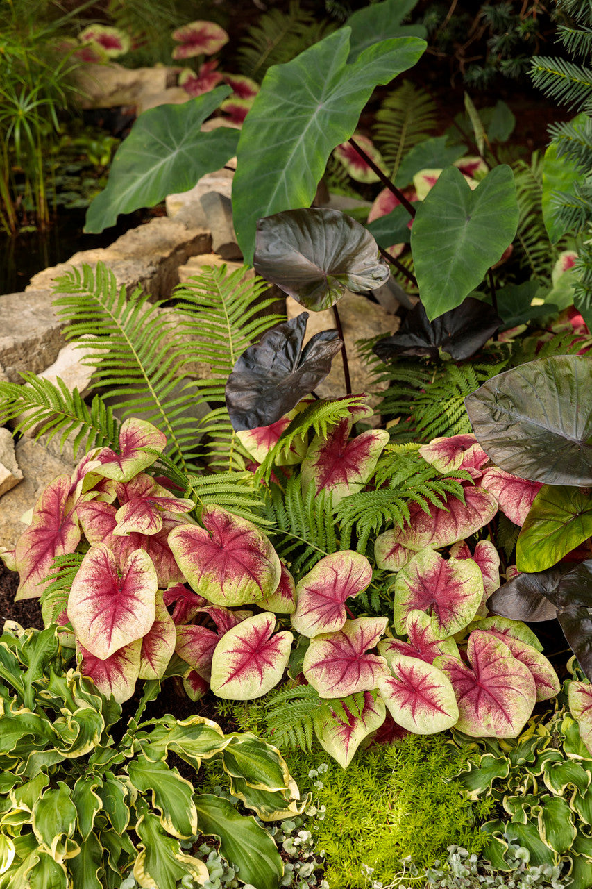 Caladium hortulanum Heart To Heart® 'Lemon Blush' in landscape