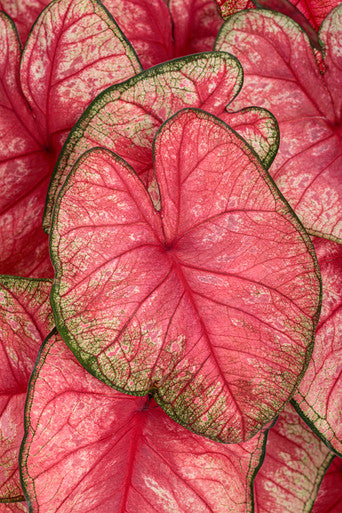 Caladium hortulanum Heart to Heart® 'Radiance'