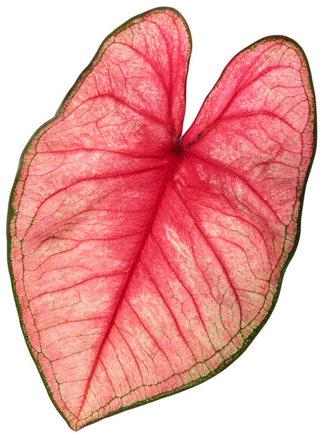 Caladium hortulanum Heart to Heart® 'Radiance' leaf