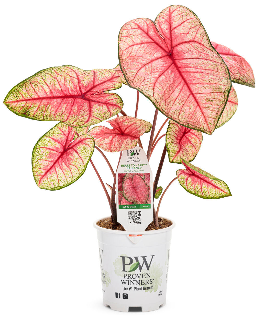 Caladium hortulanum Heart to Heart® 'Radiance' in pot