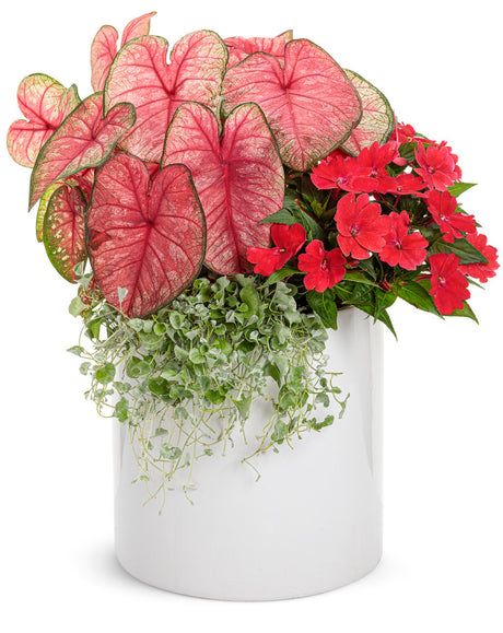 Caladium hortulanum Heart to Heart® 'Radiance' combination