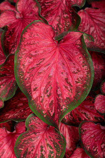 Caladium hortulanum Heart To Heart® 'Scarlet Flame'