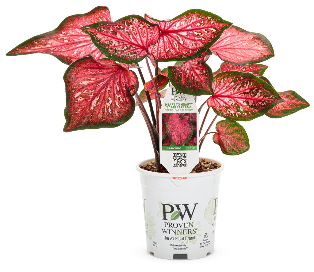 Caladium hortulanum Heart To Heart® 'Scarlet Flame' in pot