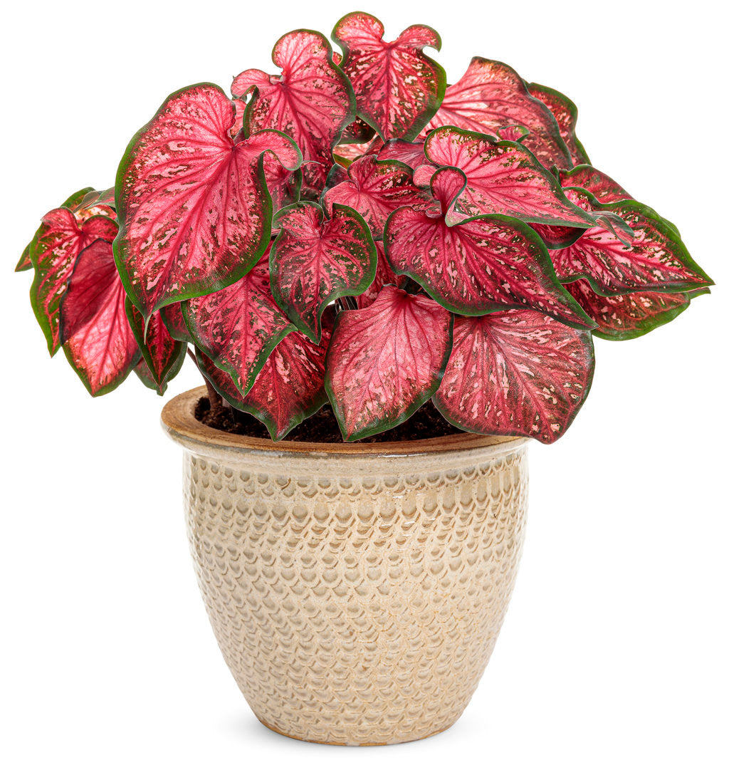 Caladium hortulanum Heart To Heart® 'Scarlet Flame' in decorative pot