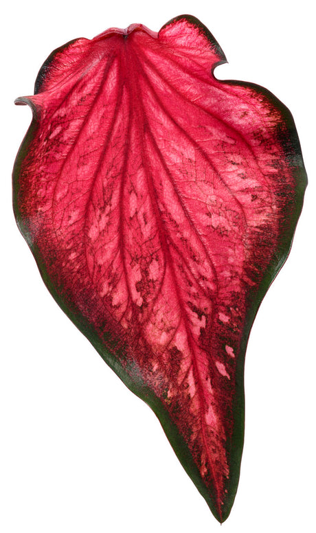 Caladium hortulanum Heart To Heart® 'Scarlet Flame' leaf