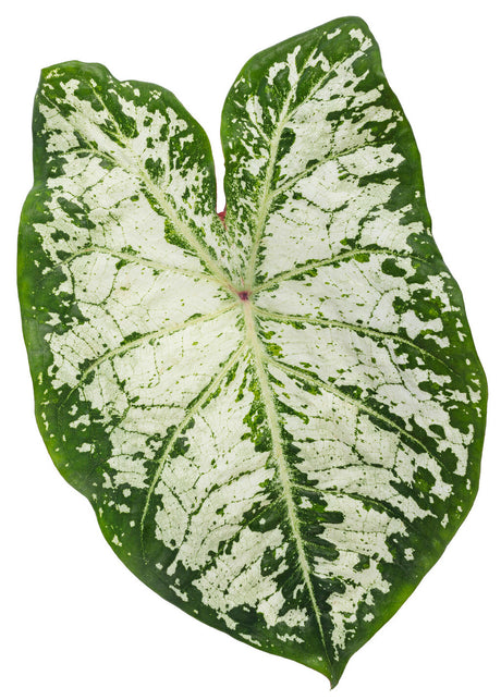 Caladium hortulanum Heart to Heart® 'Snow Flurry' leaf