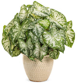 Caladium hortulanum Heart to Heart® 'Snow Flurry' in decorative pot