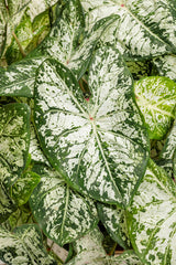 Caladium hortulanum Heart to Heart® 'Snow Flurry'