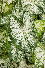 Caladium hortulanum Heart to Heart® 'Snow Flurry'