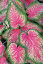 Caladium hortulanum Heart To Heart® 'Tickle Me Pink'