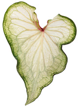 Caladium hortulanum Heart to Heart® 'White Wonder' leaf