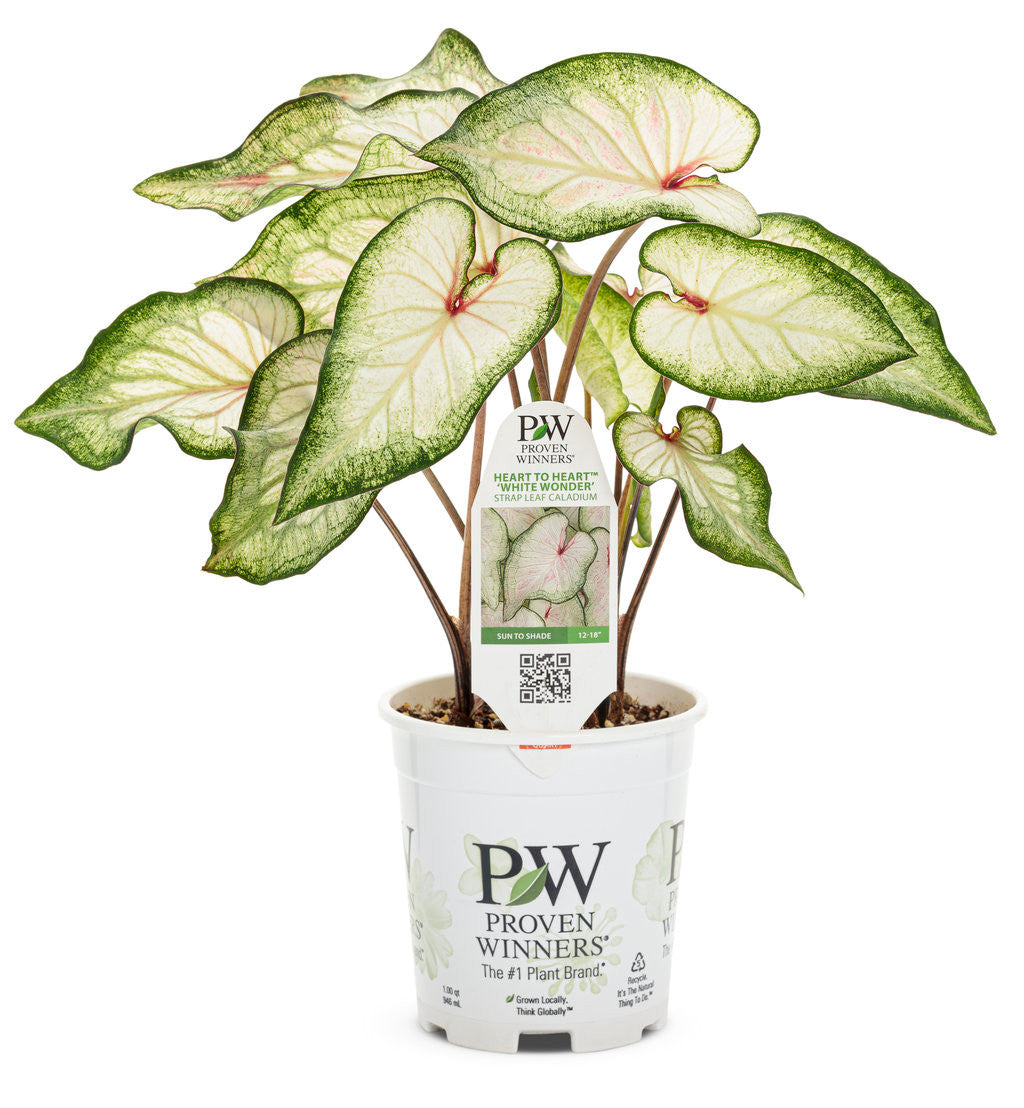 Caladium hortulanum Heart to Heart® 'White Wonder' in pot