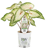 Caladium hortulanum Heart to Heart® 'White Wonder' in pot