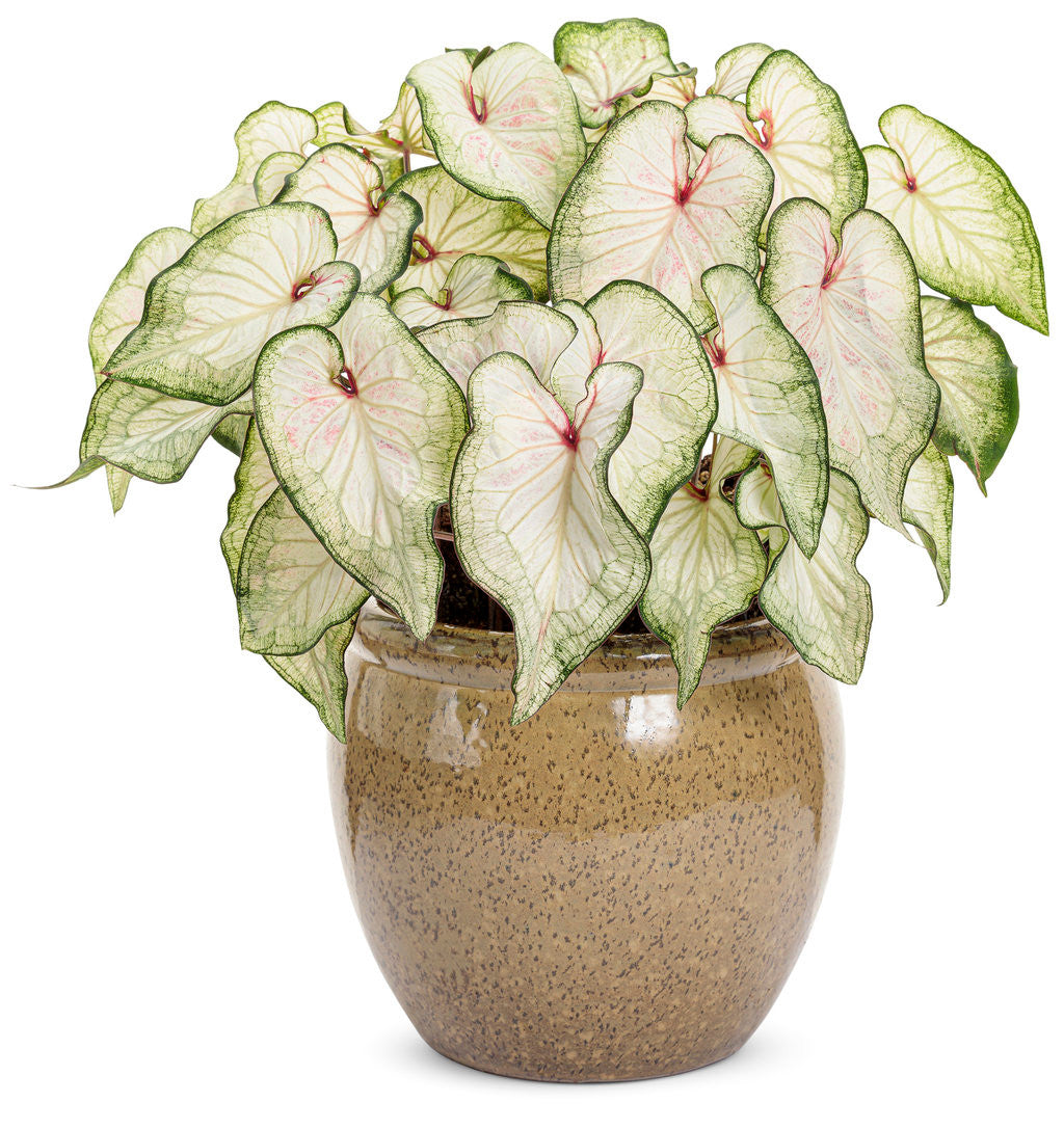 Caladium hortulanum Heart to Heart® 'White Wonder' in decorative pot