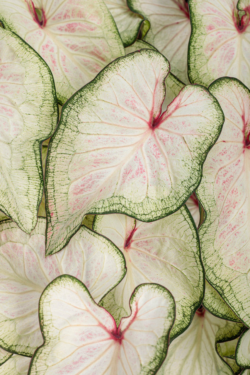 Caladium hortulanum Heart to Heart® 'White Wonder'