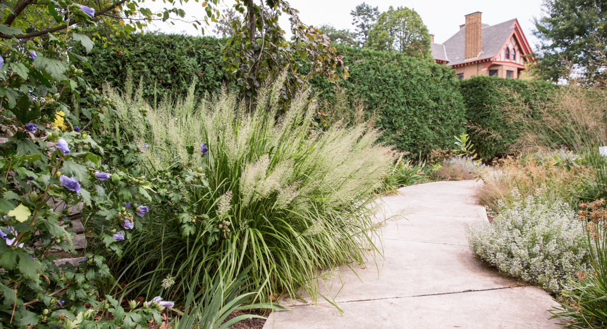 Calamagrostis brachytricha