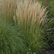 Calamagrostis acutiflora 'Karl Foerster'