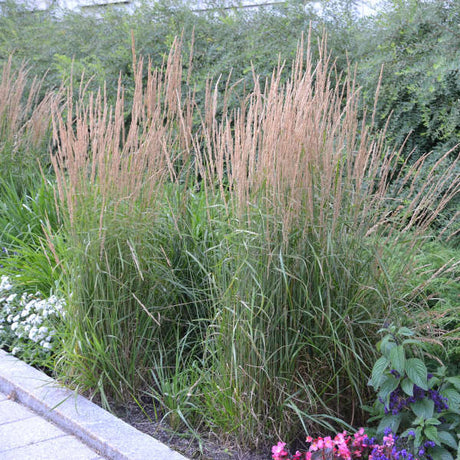 Calamagrostis acutiflora 'Karl Foerster'