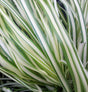 Calamagrostis x acutiflora 'Lightning Strike'