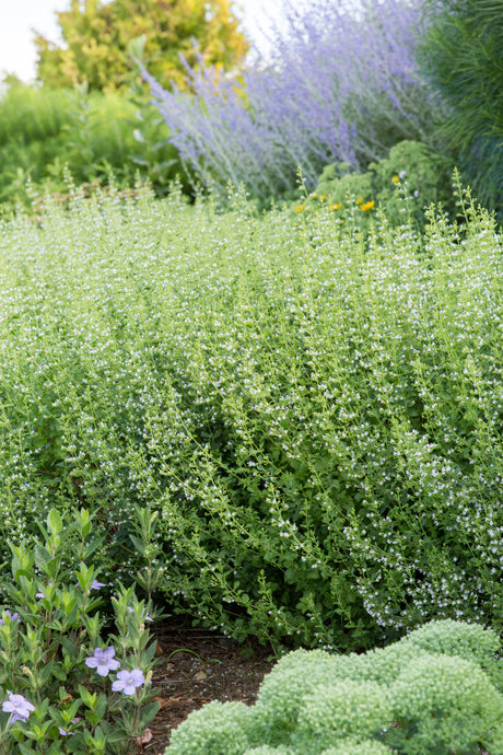 Calamintha nepeta