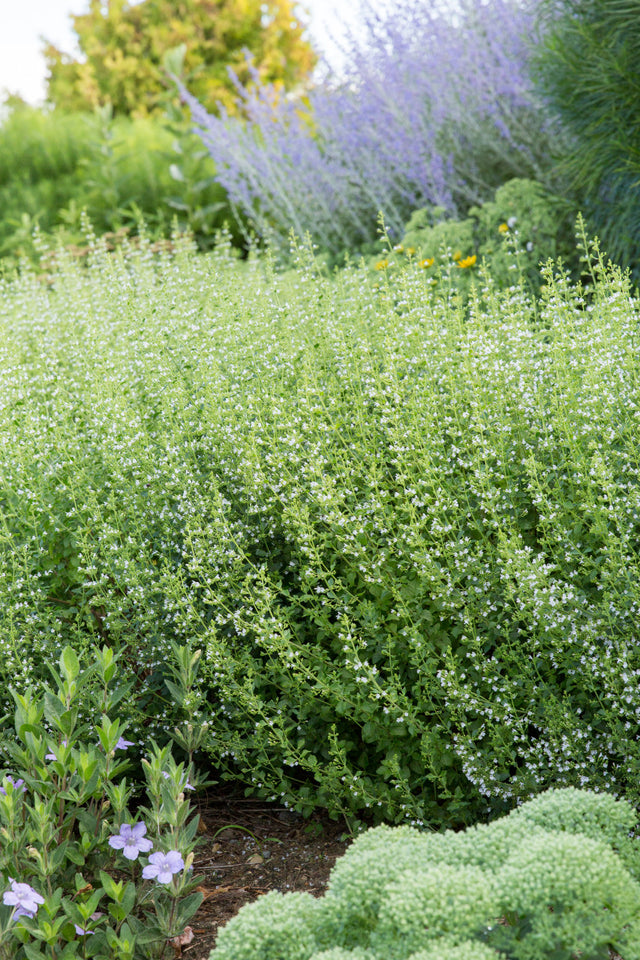 Calamintha nepeta