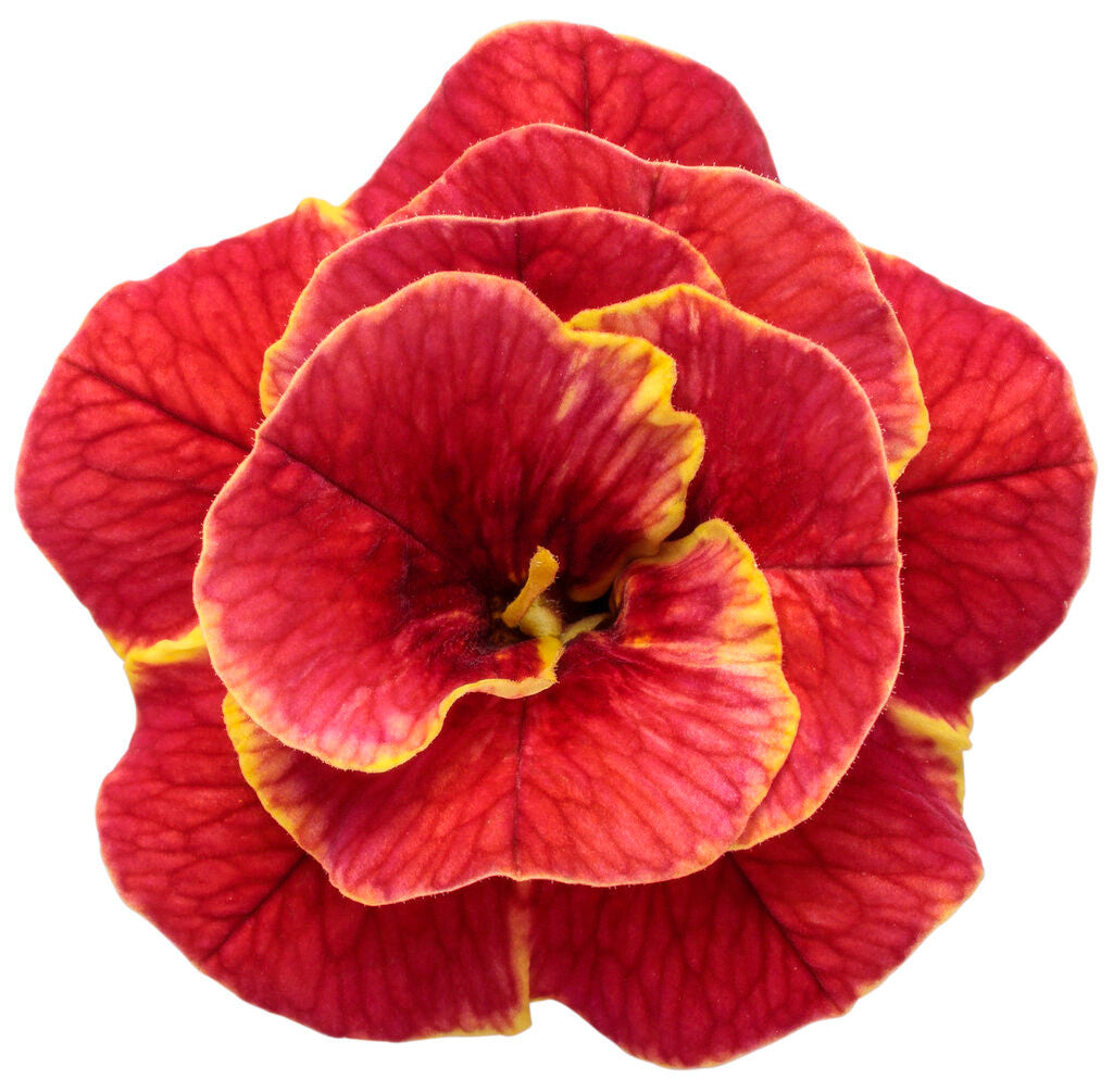 Calibrachoa hybrid 'Superbells® Double Redstone' bloom