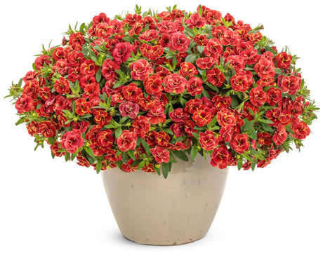 Calibrachoa hybrid 'Superbells® Double Redstone' in pot