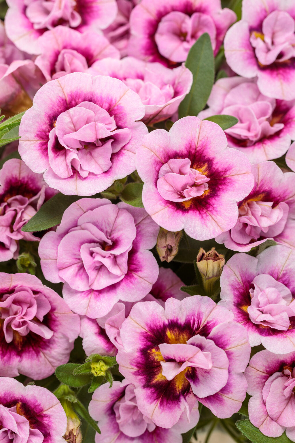Calibrachoa hybrid 'Superbells® Double Smitten Pink™' – Romence
