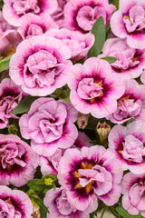 Calibrachoa hybrid 'Superbells® Double Smitten Pink™'