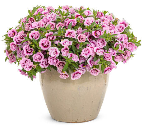 Calibrachoa hybrid 'Superbells® Double Smitten Pink™'