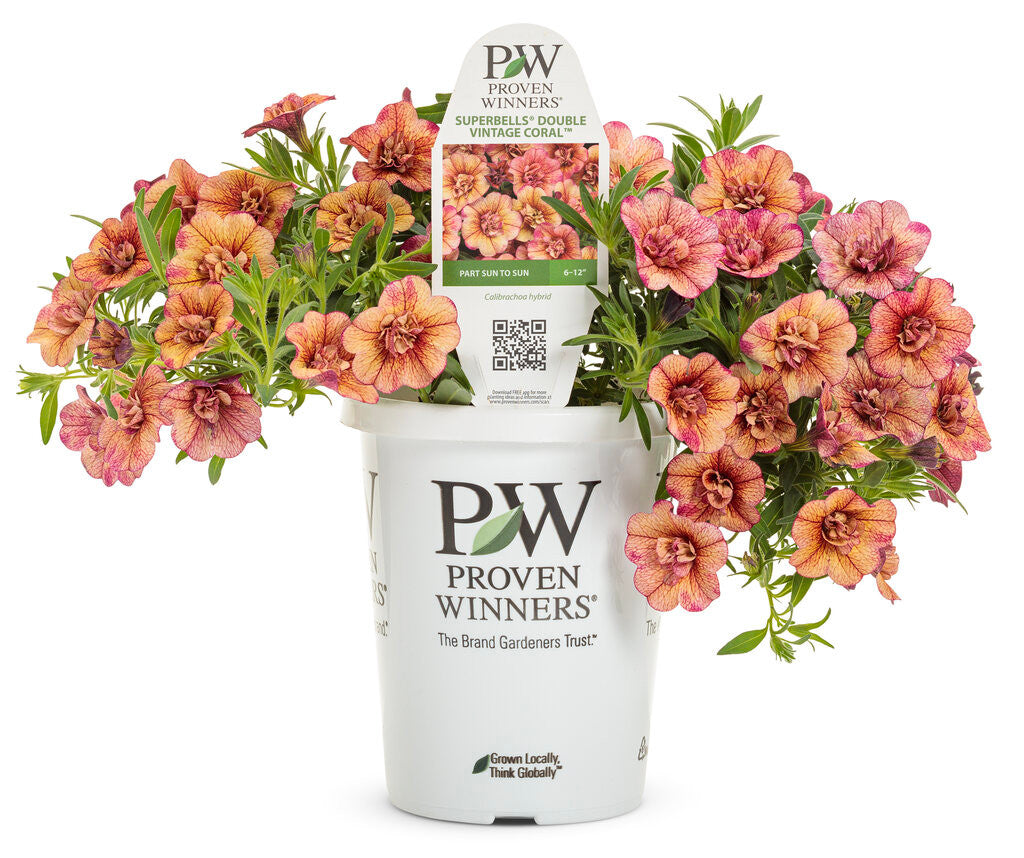 Calibrachoa hybrid 'Superbells® Double Vintage Coral™'