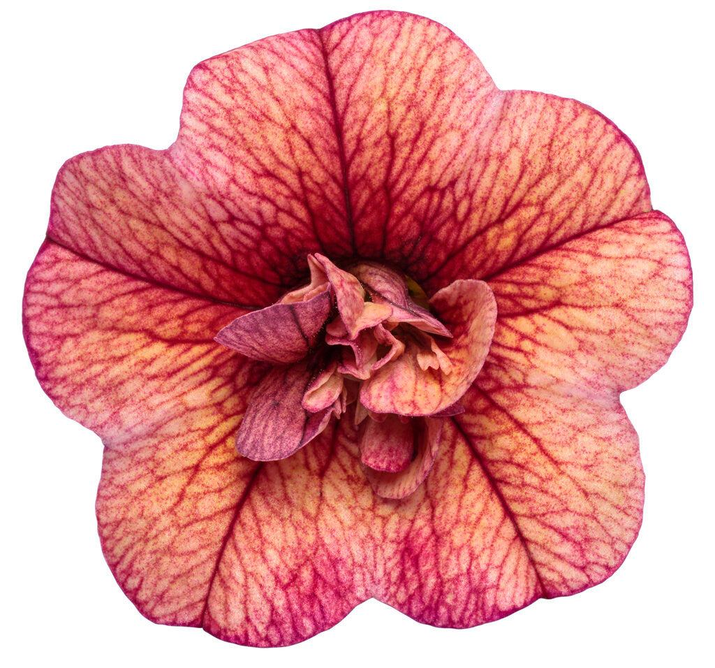 Calibrachoa hybrid 'Superbells® Double Vintage Coral™'