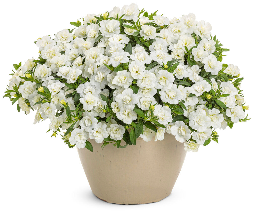 Calibrachoa hybrid 'Superbells® Double White' in pot