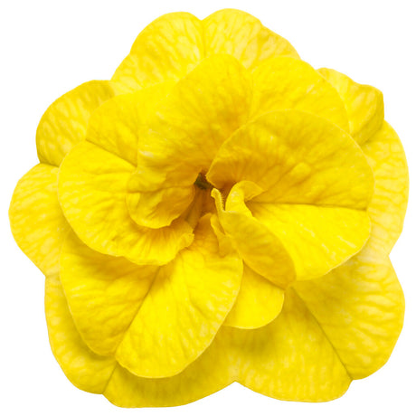 Calibrachoa hybrid 'Superbells® Double Yellow' flower