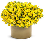 Calibrachoa hybrid 'Superbells® Double Yellow' decorative pot