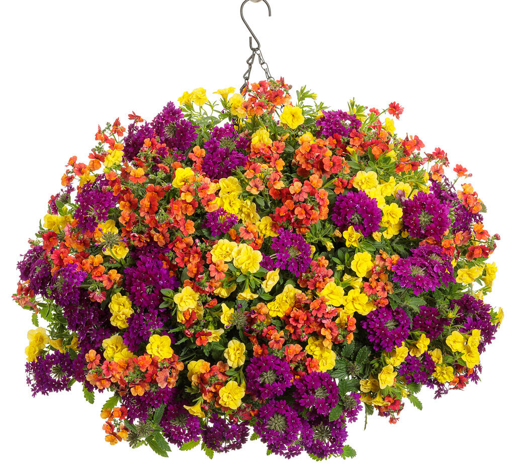 Calibrachoa hybrid 'Superbells® Double Yellow' combination